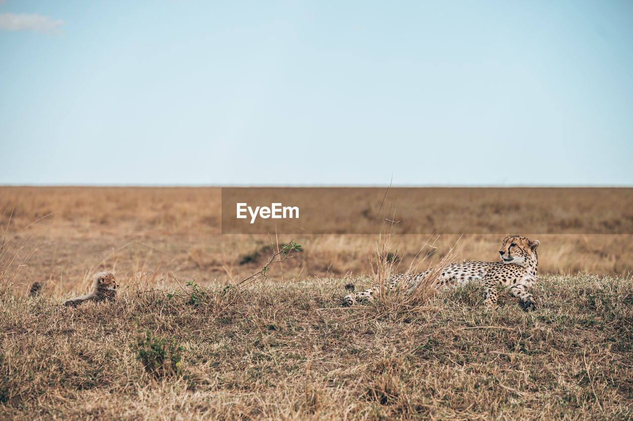 VIEW OF CAT ON GRASS