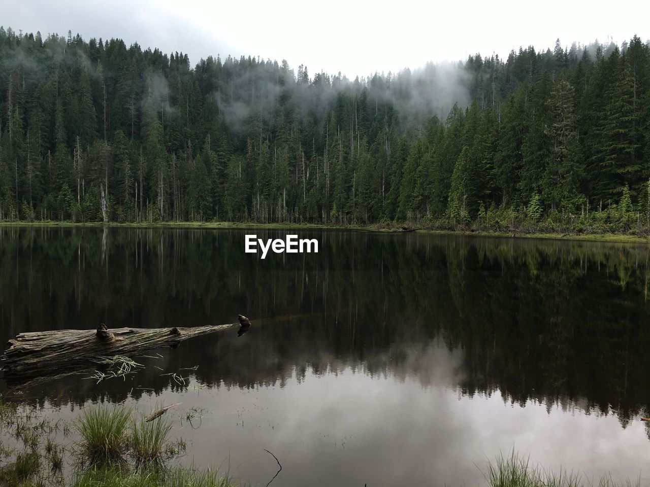 Reflection of trees in lake