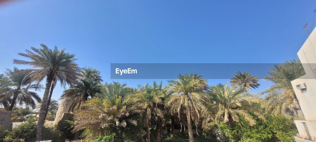 palm tree, tropical climate, tree, plant, sky, architecture, vacation, nature, building exterior, built structure, date palm tree, clear sky, blue, day, no people, building, travel destinations, outdoors, date palm, sunny, low angle view, sunlight, travel, growth, city, land