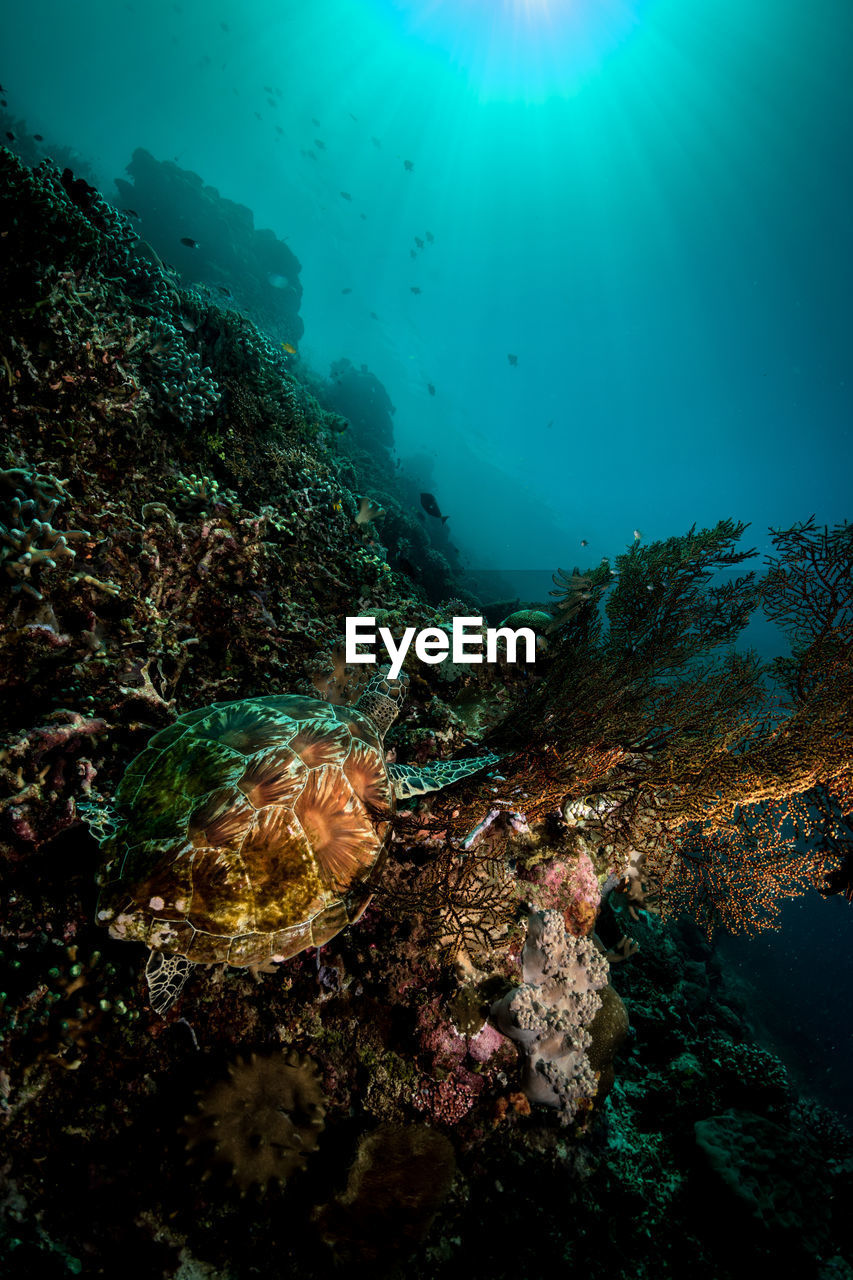 View of fish swimming underwater