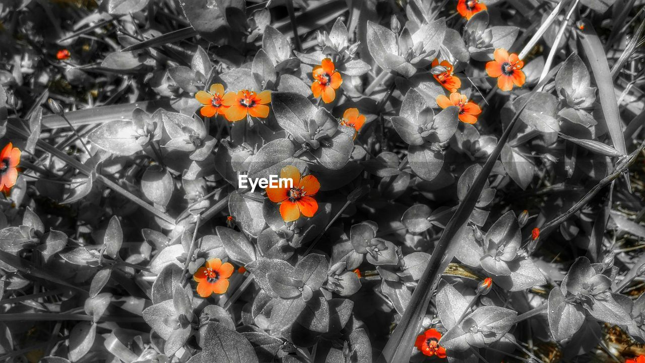 CLOSE-UP OF RED FLOWERS