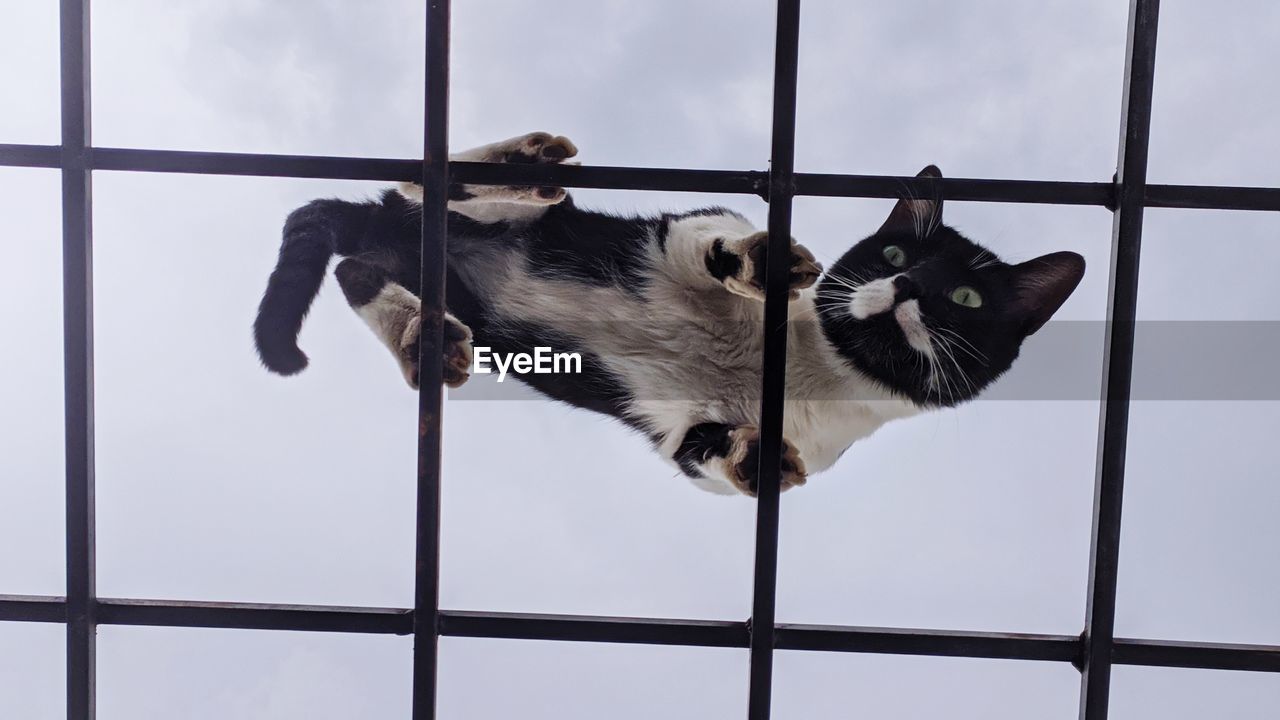 View of a cat in cage