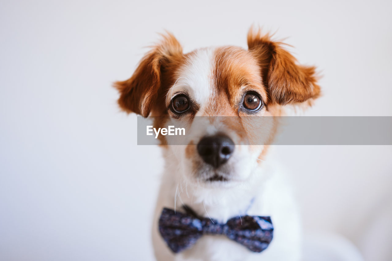 CLOSE-UP PORTRAIT OF DOG