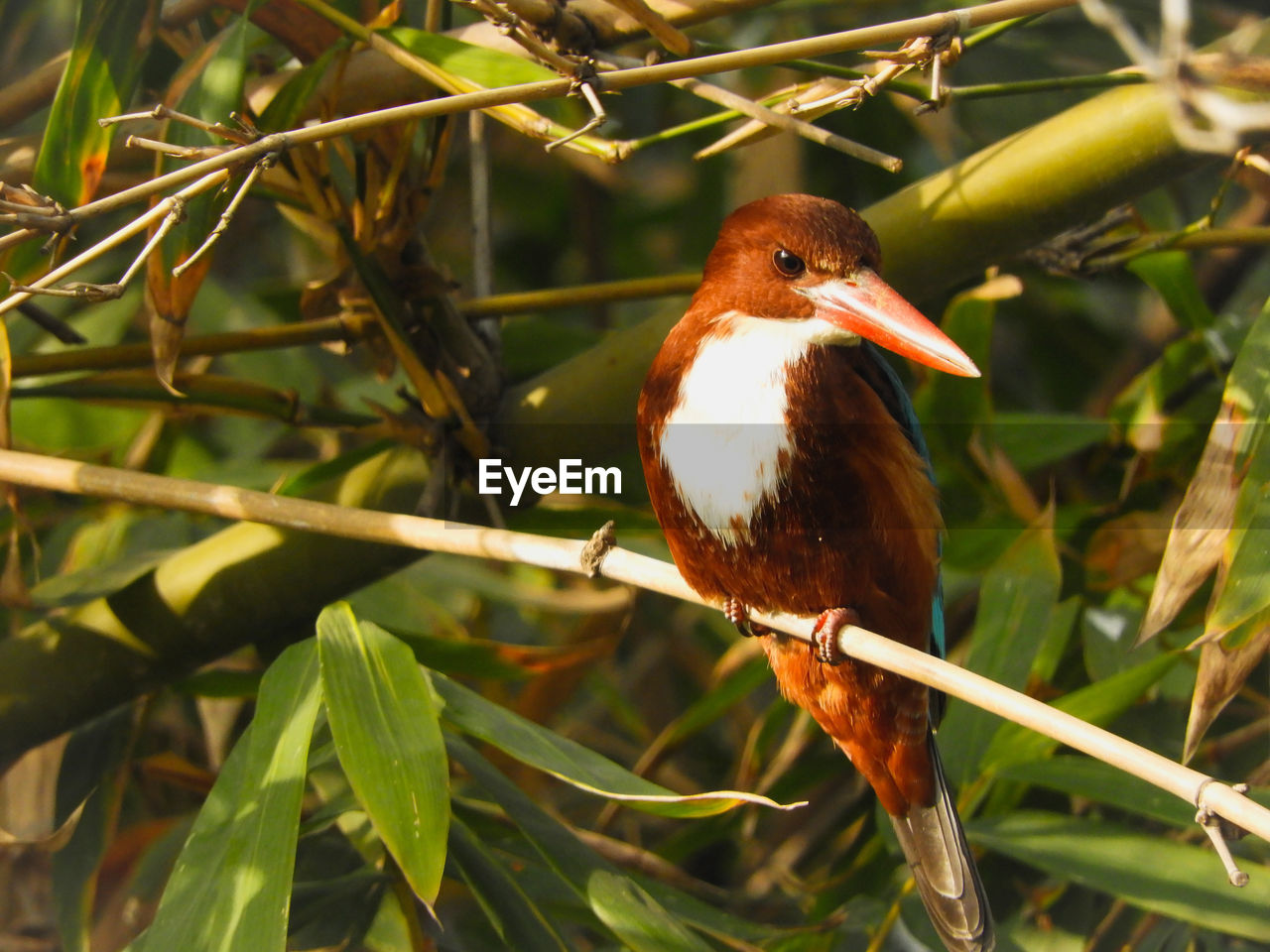 CLOSE-UP OF BIRD PERCHING ON TREE