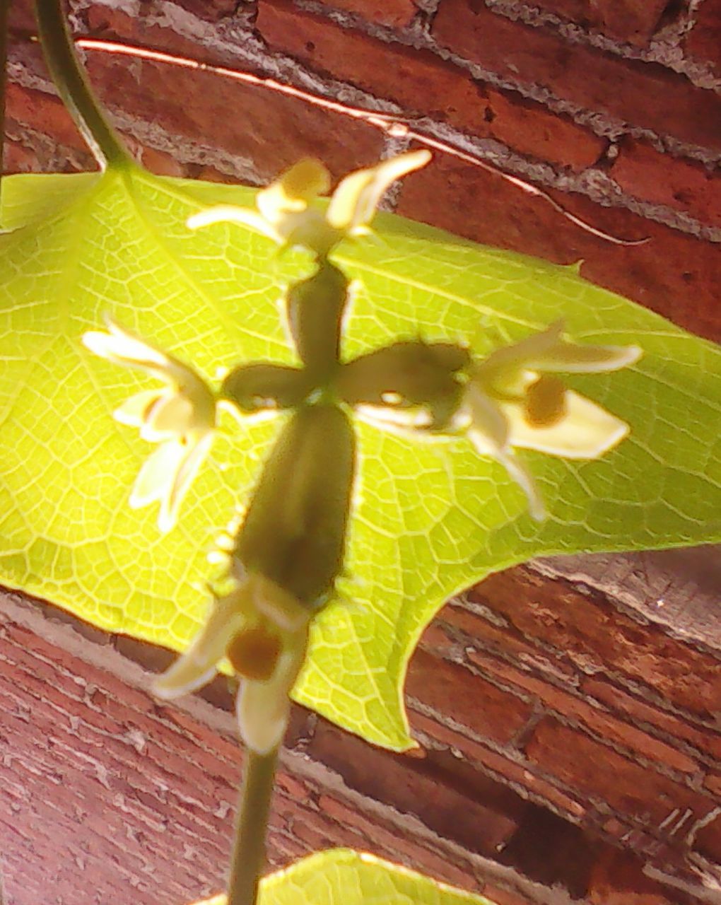 CLOSE-UP OF PLANTS