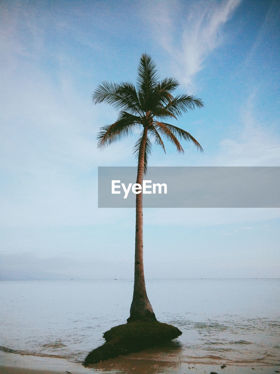 SCENIC VIEW OF PALM TREE BY SEA AGAINST SKY