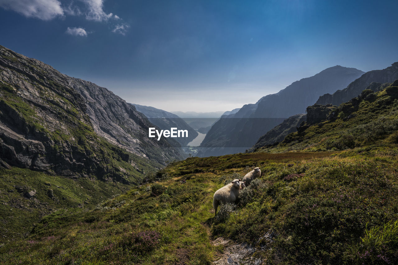 VIEW OF A HORSE ON MOUNTAIN