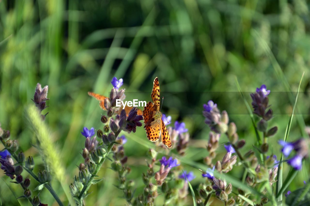 CLOSE-UP OF BUTTERFLY POLLINATING ON LAVENDER