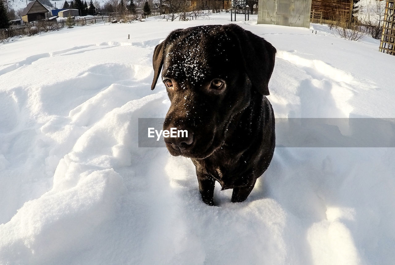 DOG ON SNOW FIELD