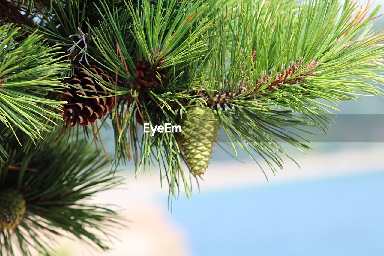 plant, tree, green color, growth, pine tree, leaf, beauty in nature, branch, no people, nature, focus on foreground, close-up, day, plant part, coniferous tree, needle - plant part, outdoors, tranquility, pine cone, selective focus, spiky, fir tree