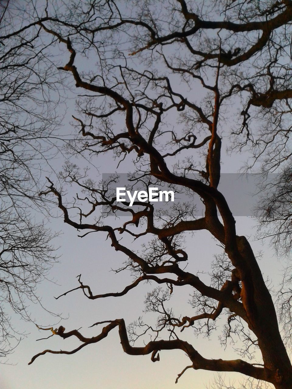 Low angle view of bare trees against sky