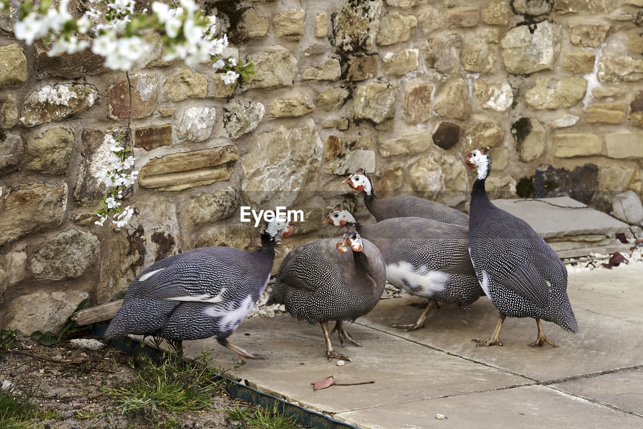 DUCKS IN A WALL