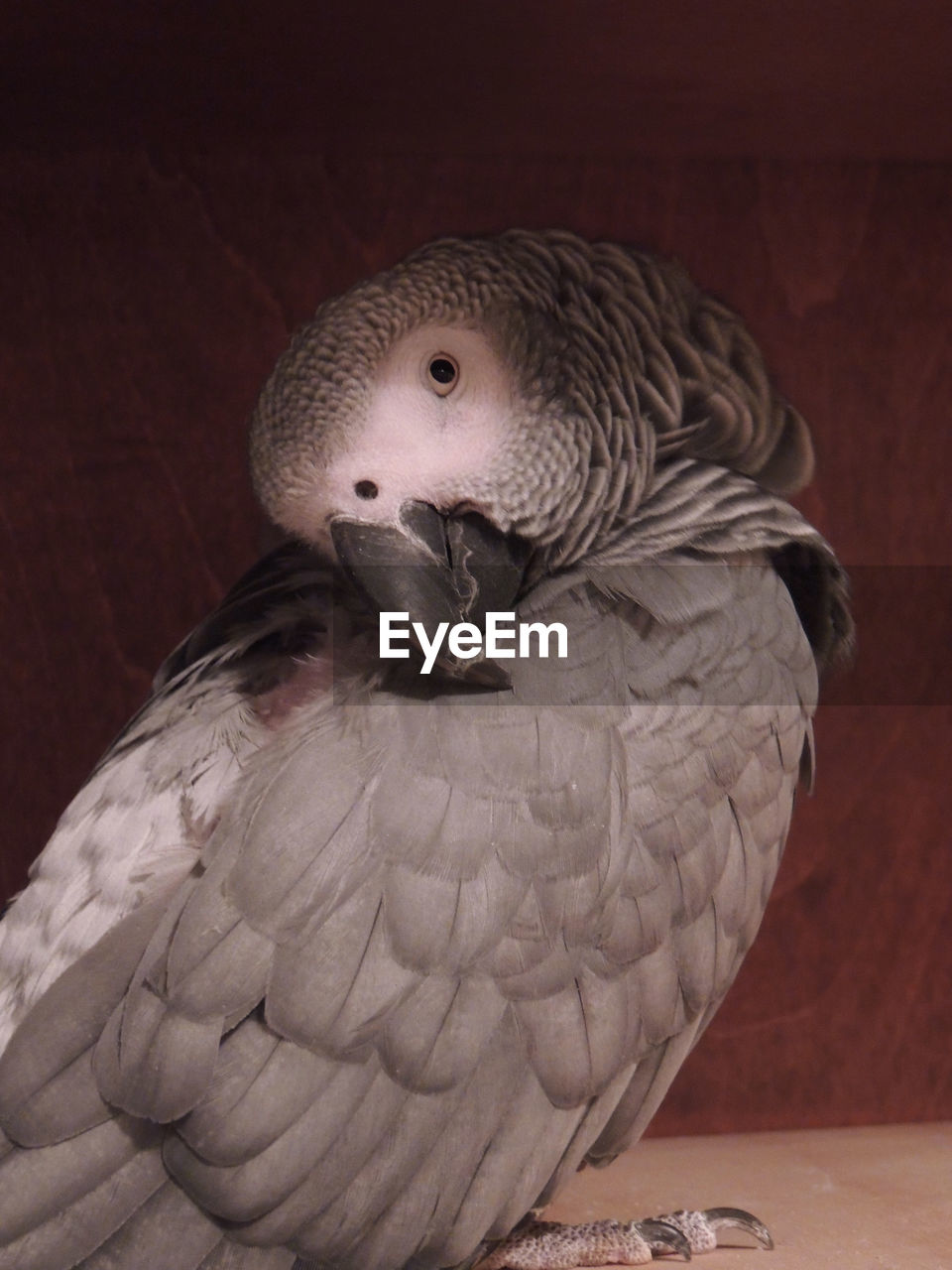 CLOSE-UP OF A BIRD PERCHING ON WOOD