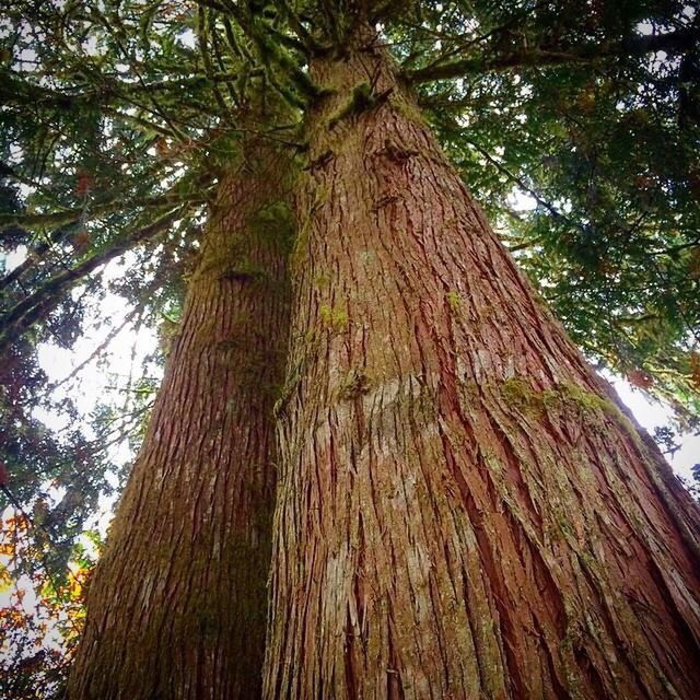 LOW ANGLE VIEW OF TREES IN FOREST