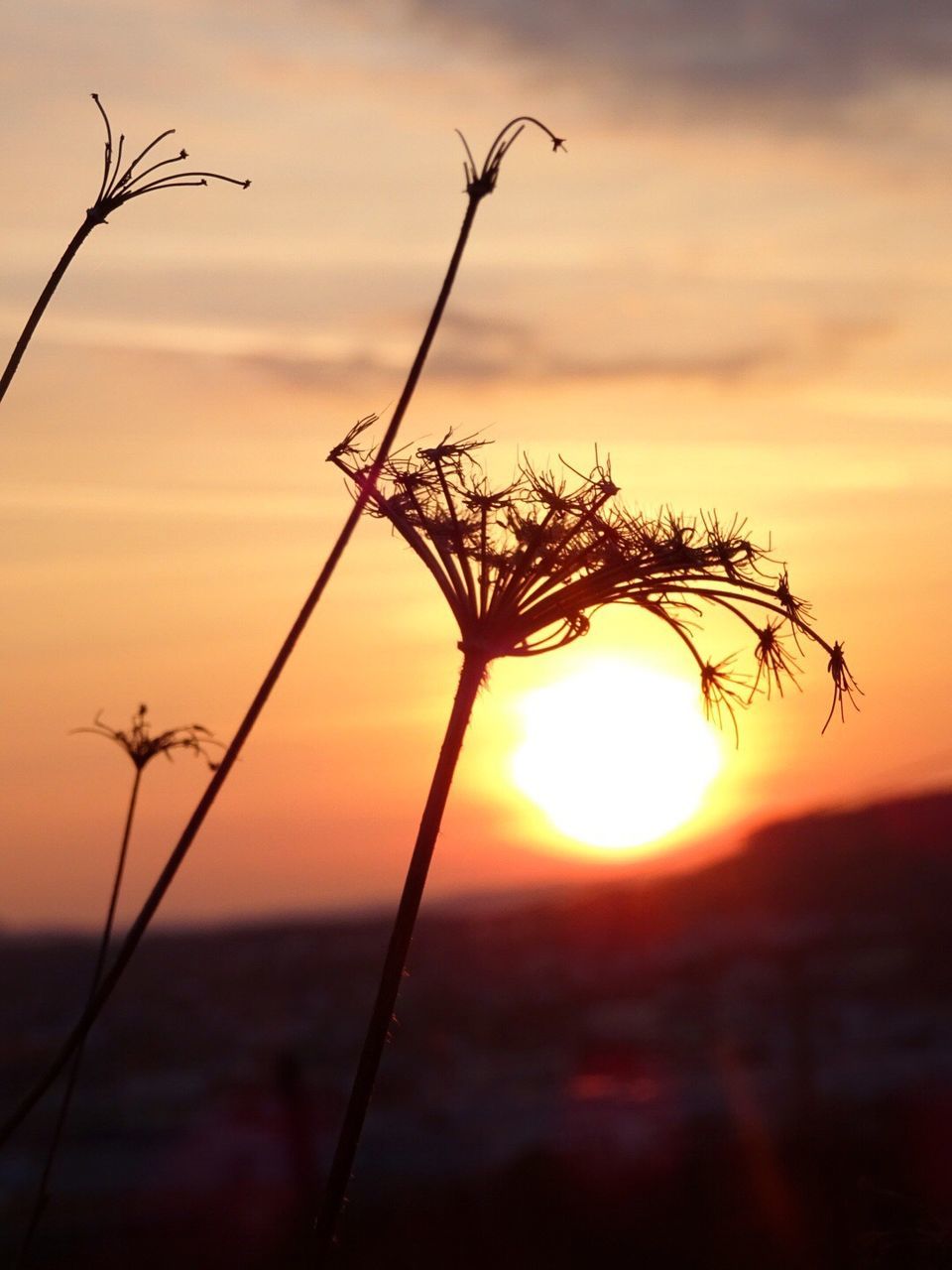 CLOSE-UP OF SILHOUETTE PLANTS AGAINST SUNSET SKY