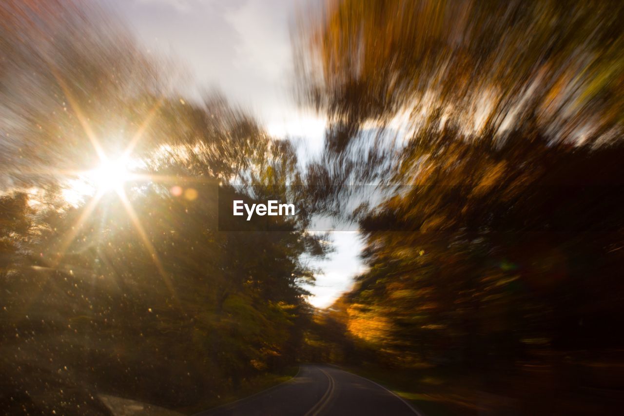 ROAD PASSING THROUGH TREES