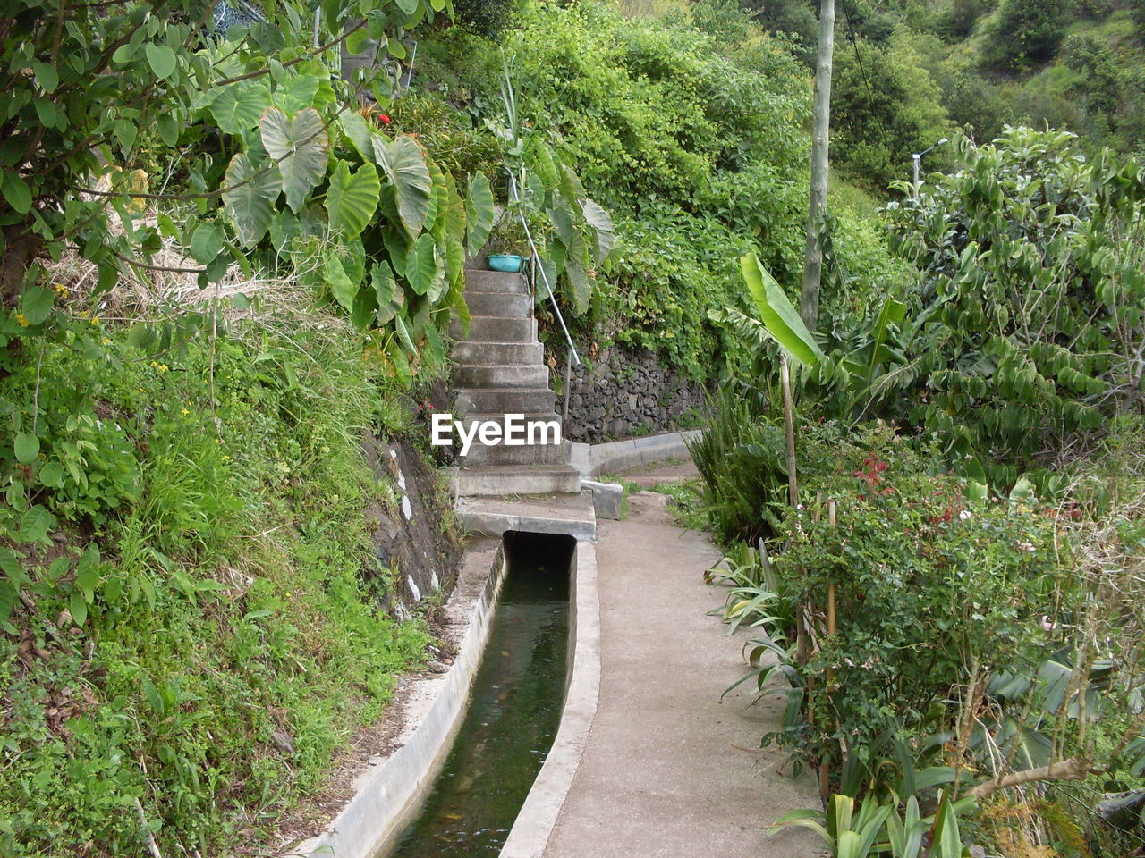 FOOTBRIDGE IN FOREST