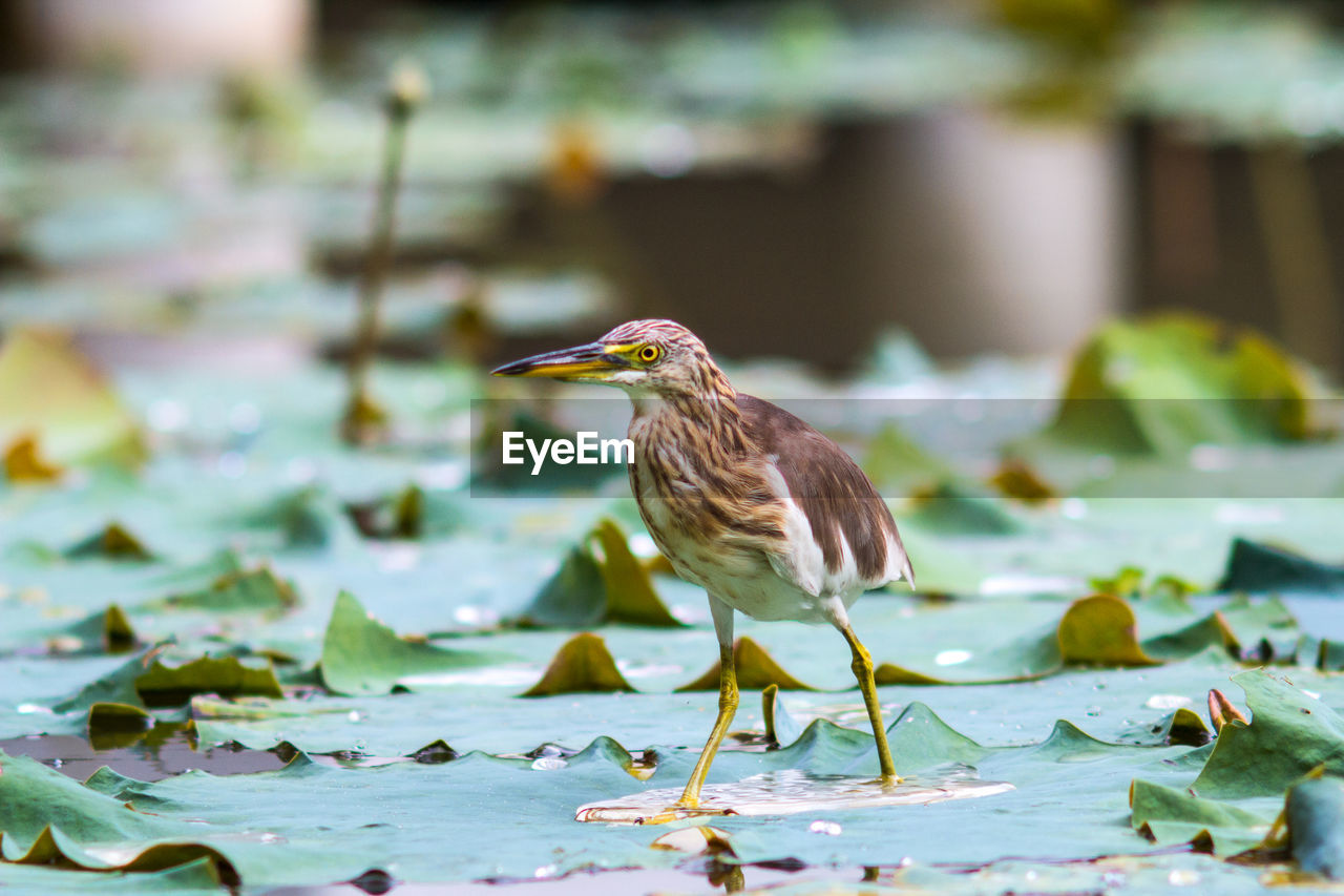 animal themes, animal, nature, animal wildlife, bird, wildlife, one animal, water, green, leaf, green heron, plant part, no people, beak, full length, outdoors, focus on foreground, yellow, lake, water lily, day, beauty in nature
