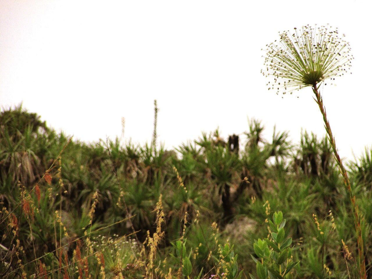 CLOSE-UP OF THISTLE AGAINST SKY ON FIELD