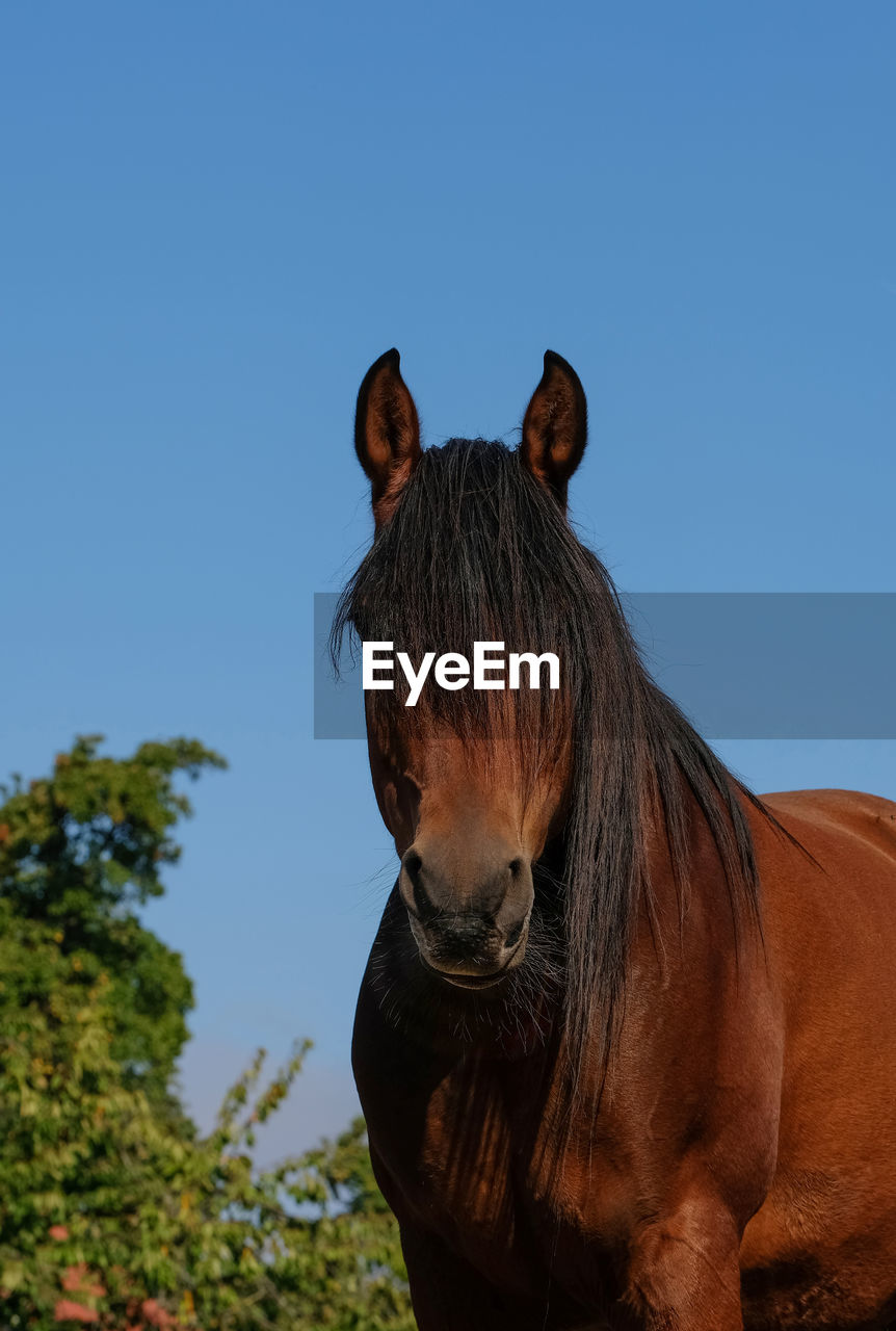 Close-up of a horse against clear blue sky