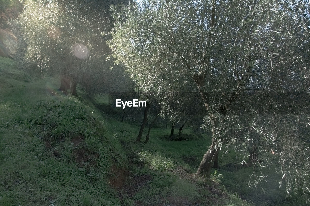 Scenic view of olive trees on field in forest