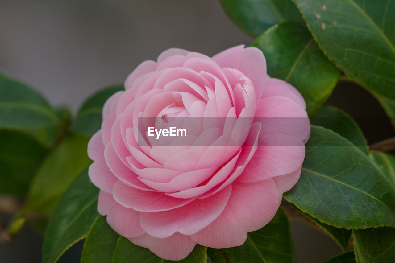 flower, flowering plant, plant, leaf, plant part, pink, beauty in nature, petal, freshness, japanese camellia, close-up, inflorescence, flower head, rose, nature, camellia sasanqua, fragility, theaceae, no people, growth, outdoors, focus on foreground, springtime