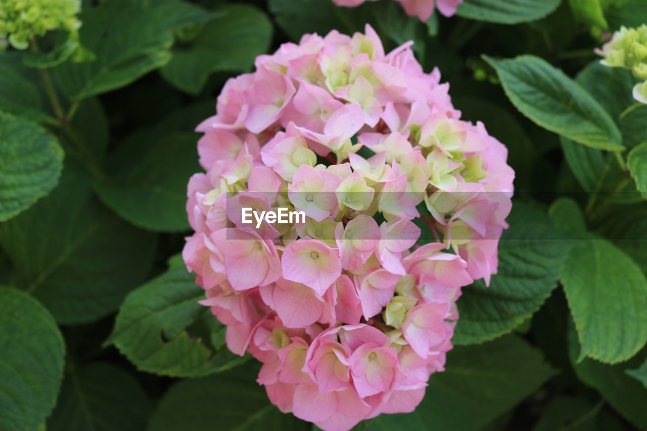 Close-up of pink hydrangea flowers in park