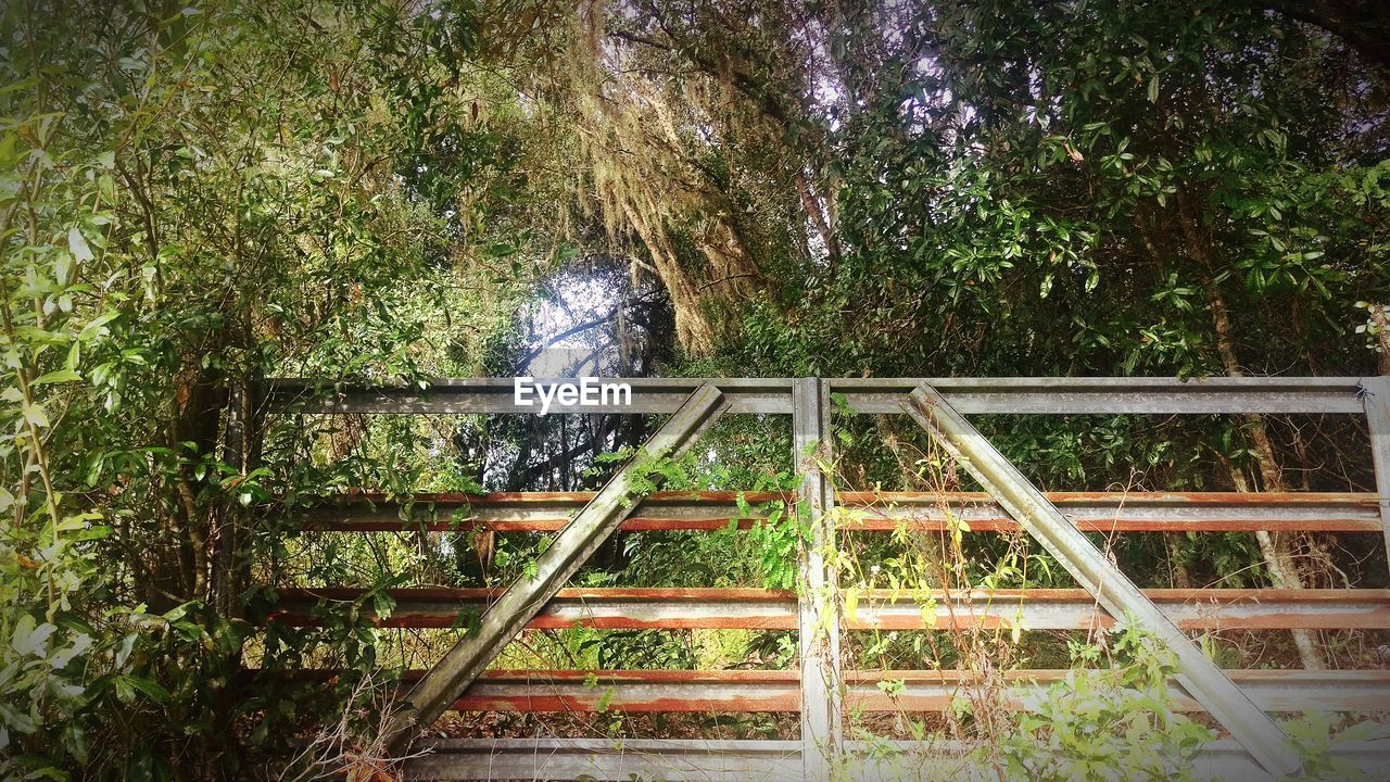 PLANTS GROWING ON TREE TRUNK