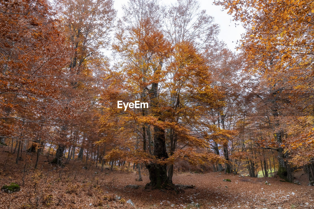 TREES ON FOREST DURING AUTUMN