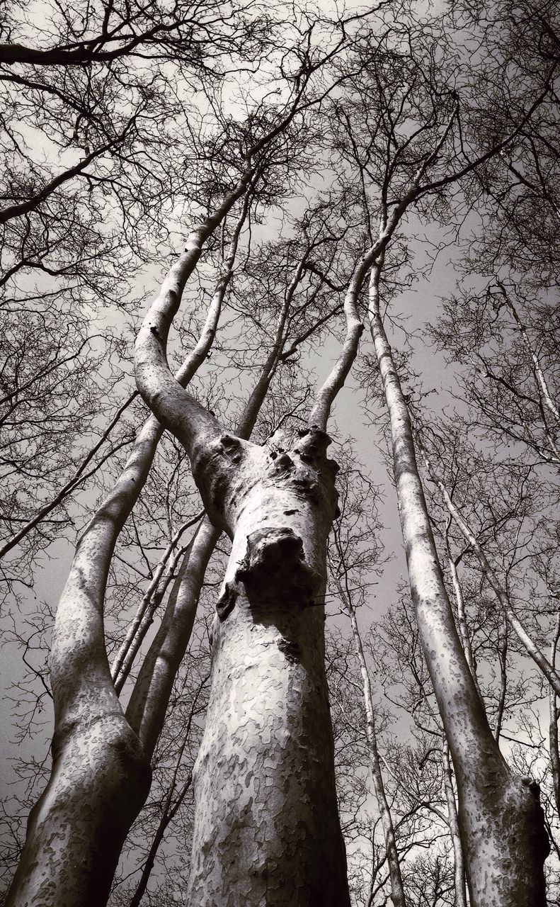 Low angle view of bare trees