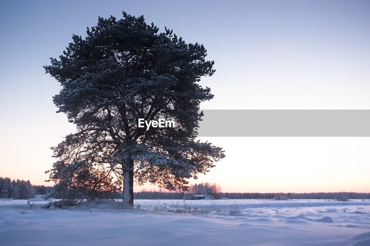 Tree on snowy field against clear sky during winter