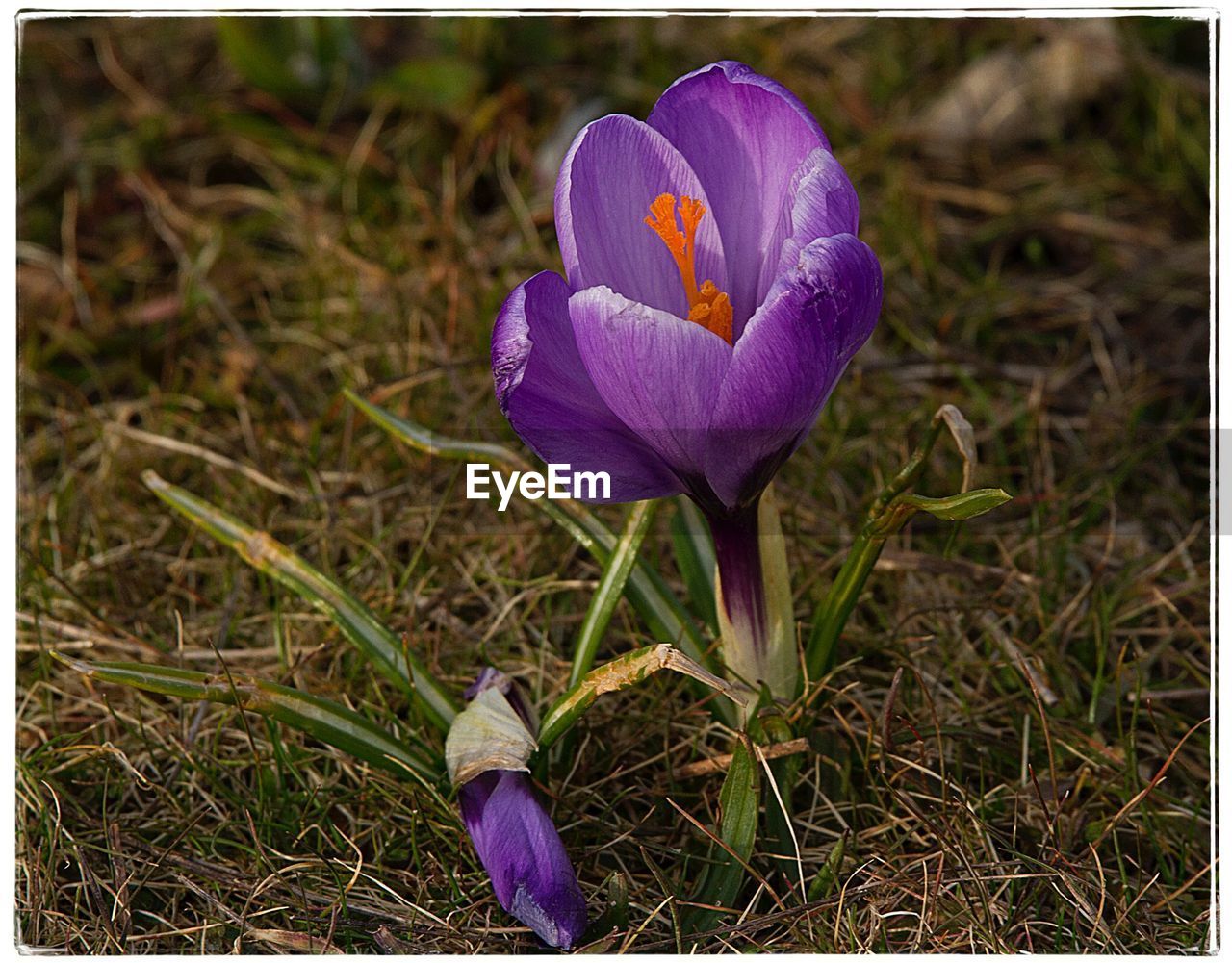 CLOSE-UP OF CROCUS BLOOMING OUTDOORS