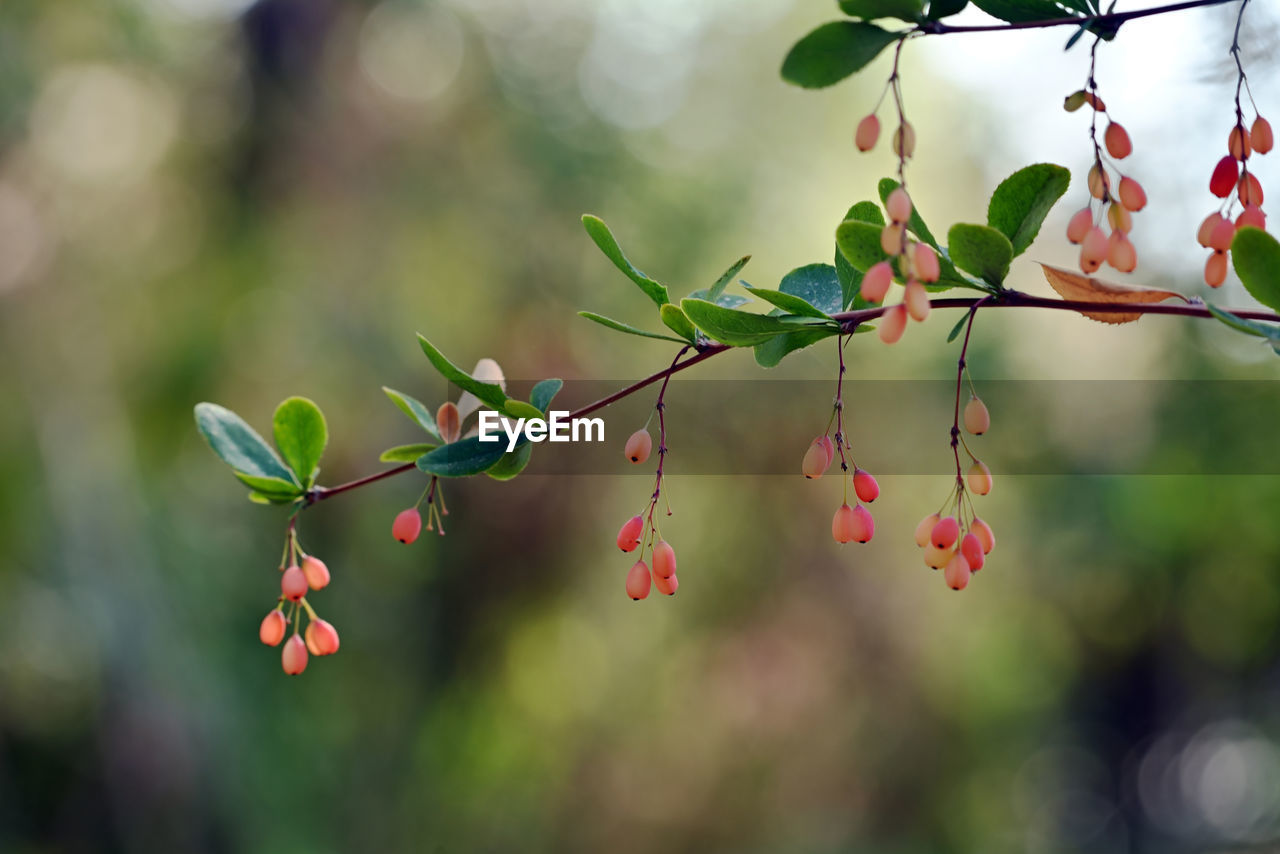 CLOSE-UP OF BERRIES ON PLANT