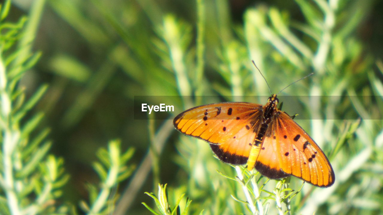 BUTTERFLY ON FLOWER