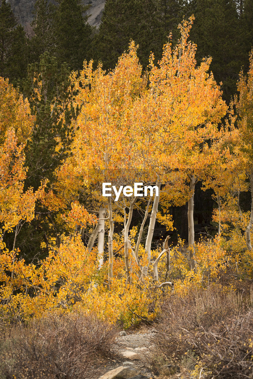 SCENIC VIEW OF FOREST DURING AUTUMN