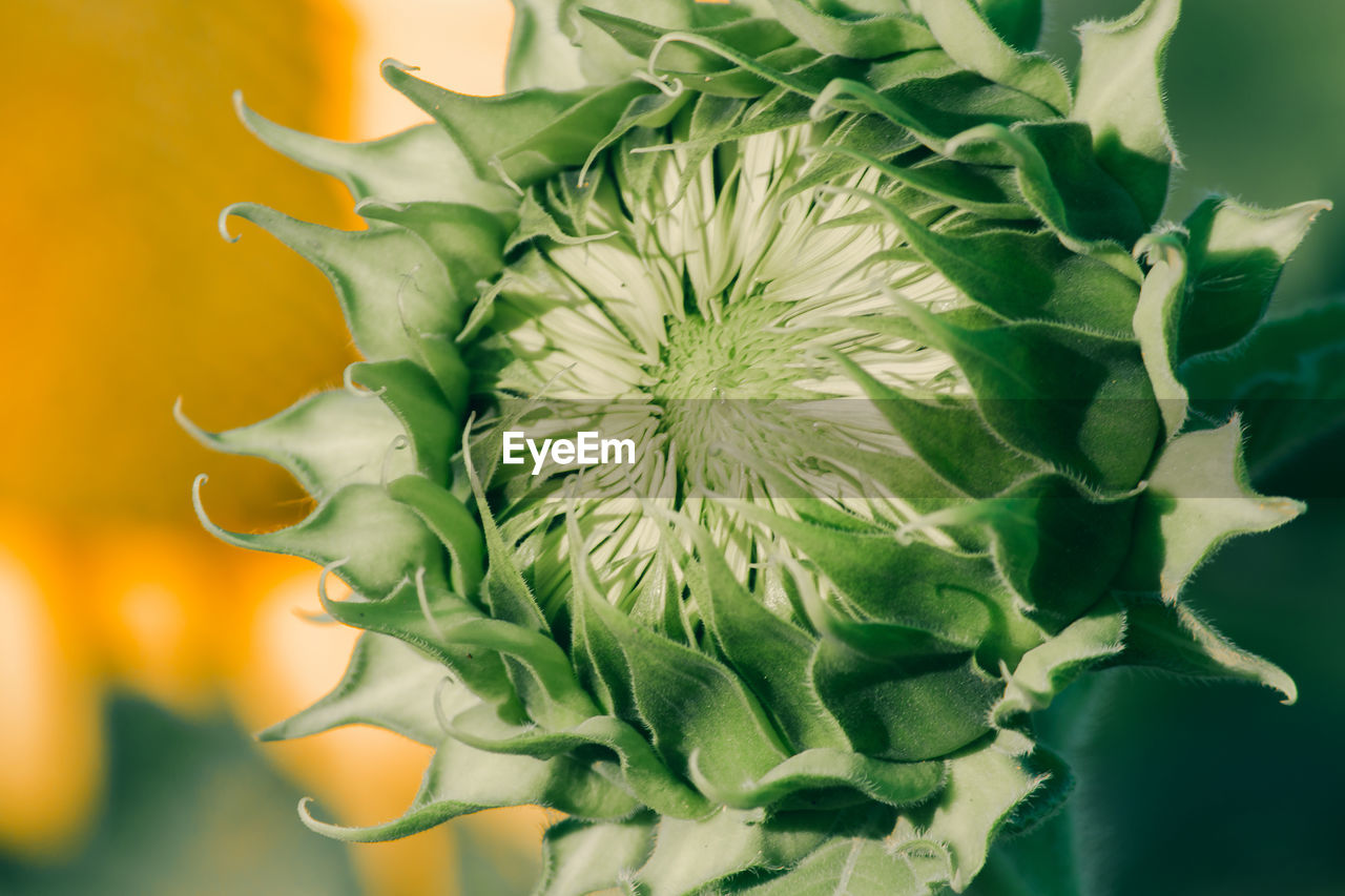 green, plant, flower, freshness, close-up, nature, food, plant stem, food and drink, plant part, macro photography, leaf, yellow, growth, flowering plant, no people, beauty in nature, vegetable, healthy eating, thistle, produce, petal, wellbeing, outdoors, floristry, flower head