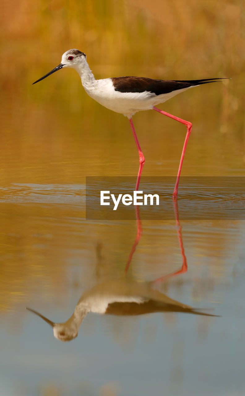 BIRD FLYING OVER LAKE