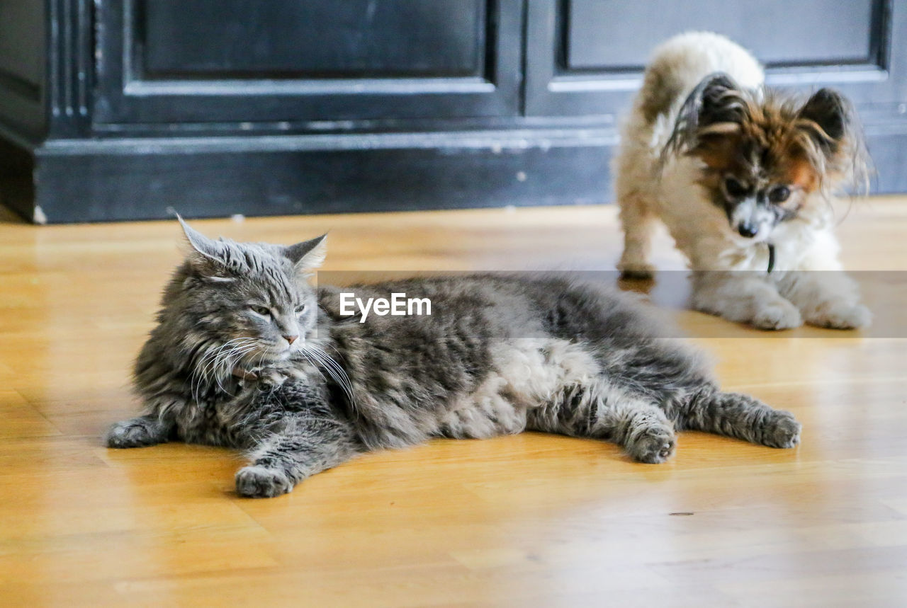 CAT LYING ON FLOOR