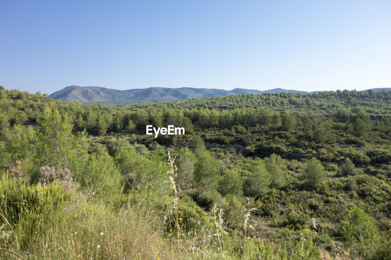 Scenic view of landscape against clear sky