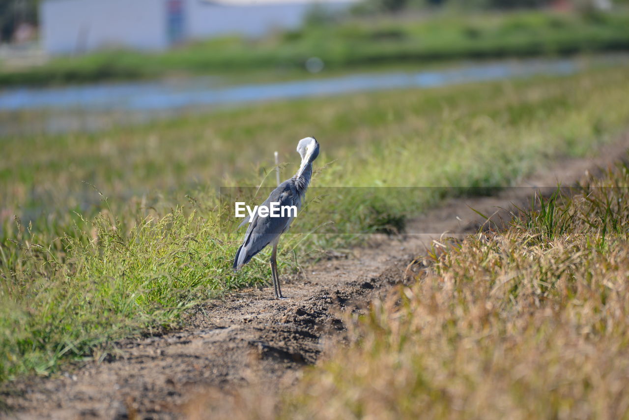 close-up of gray heron on field