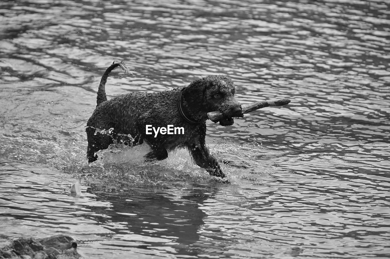 dog, animal themes, animal, pet, water, one animal, mammal, canine, black and white, domestic animals, nature, waterfront, motion, day, no people, monochrome photography, black, monochrome, lake, outdoors, wet, wildlife, rippled, swimming, running, animal wildlife, carnivore, splashing