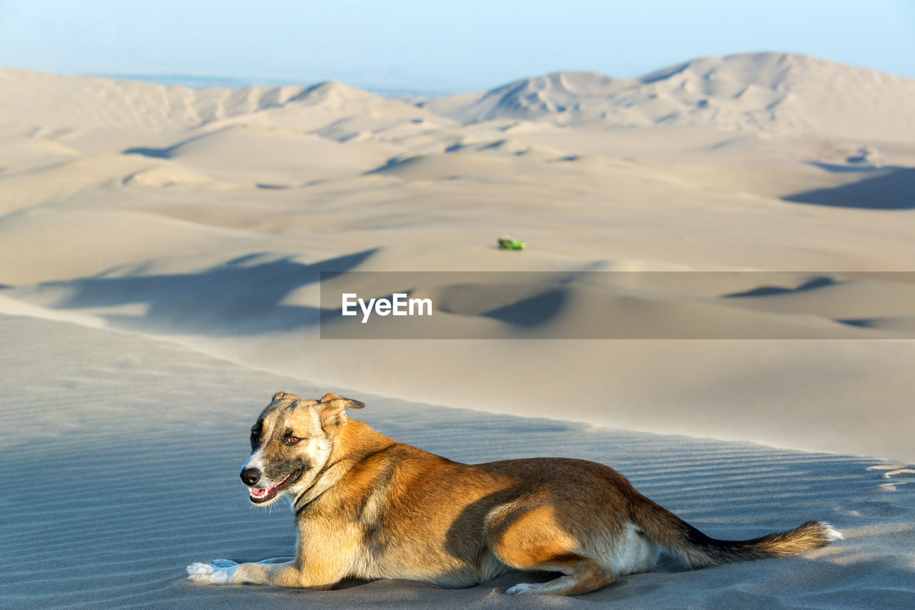 Dog on sand dune in desert