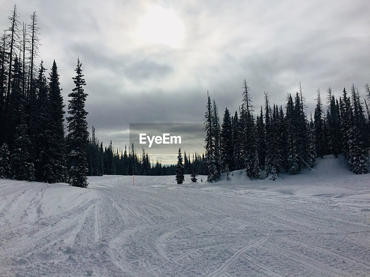 Pine trees on snow covered land against sky