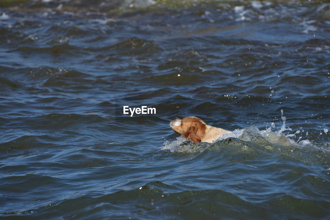 Dog swimming in the sea