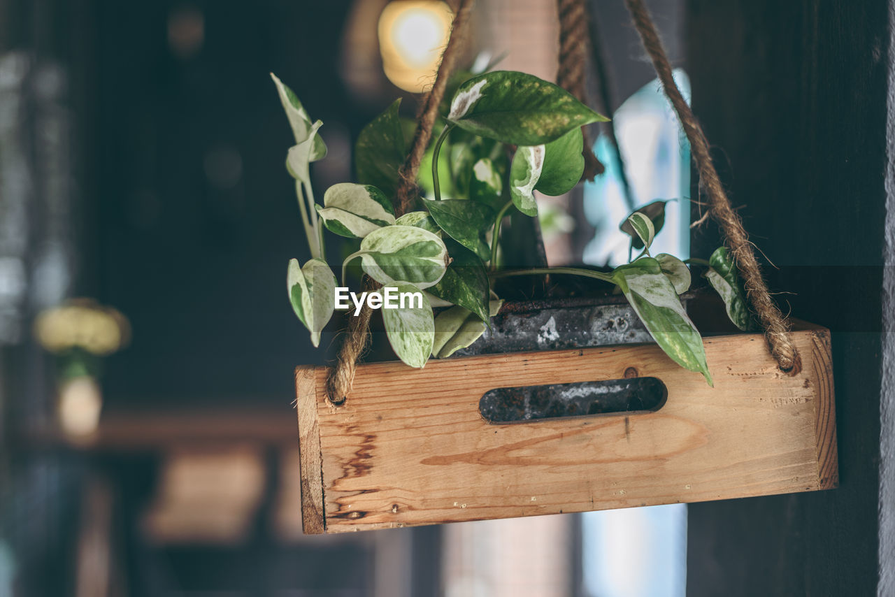 Green loach plant in handing wooden box against black wall decorate the interior. handmade