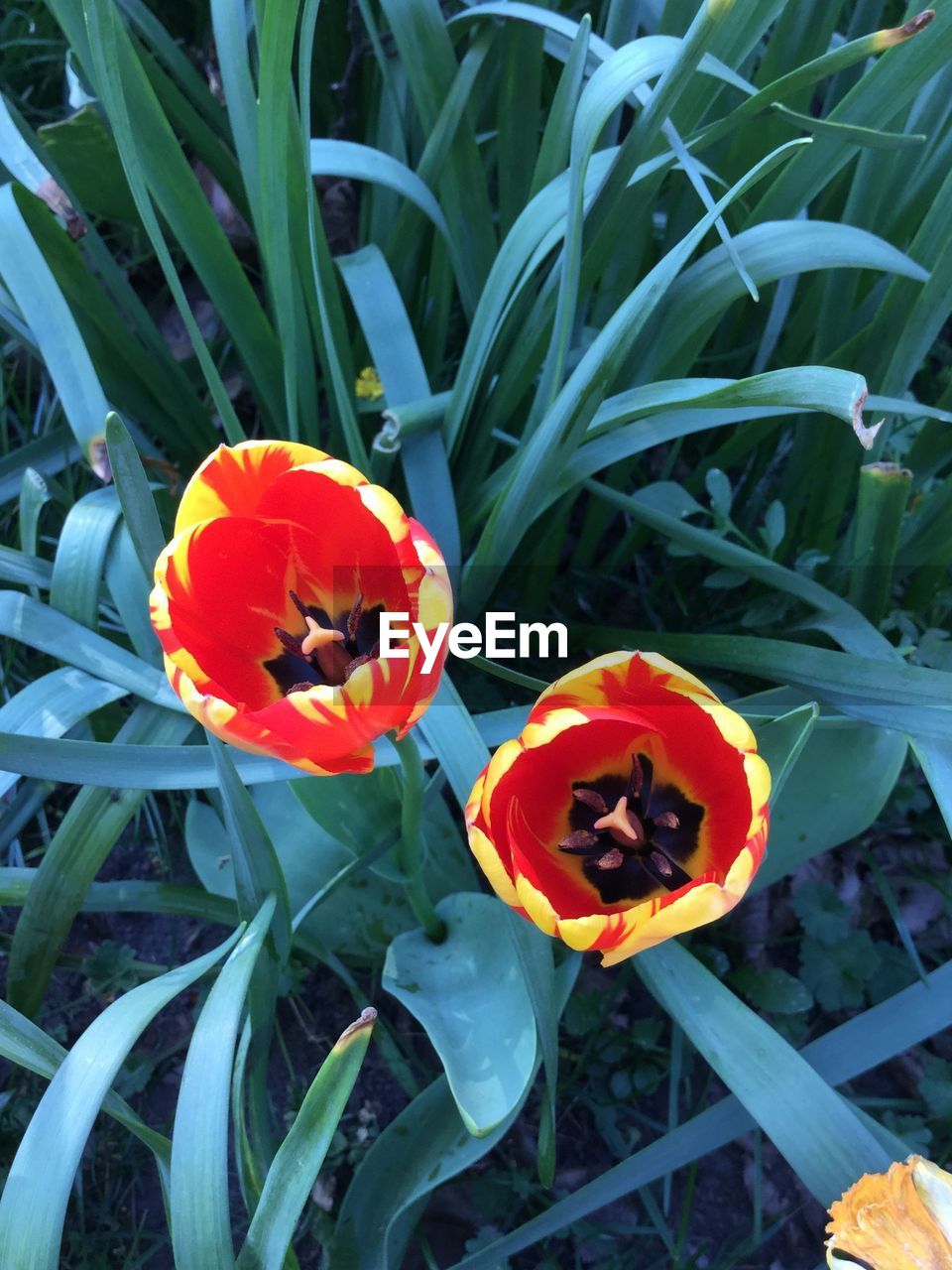 High angle view of tulips blooming outdoors