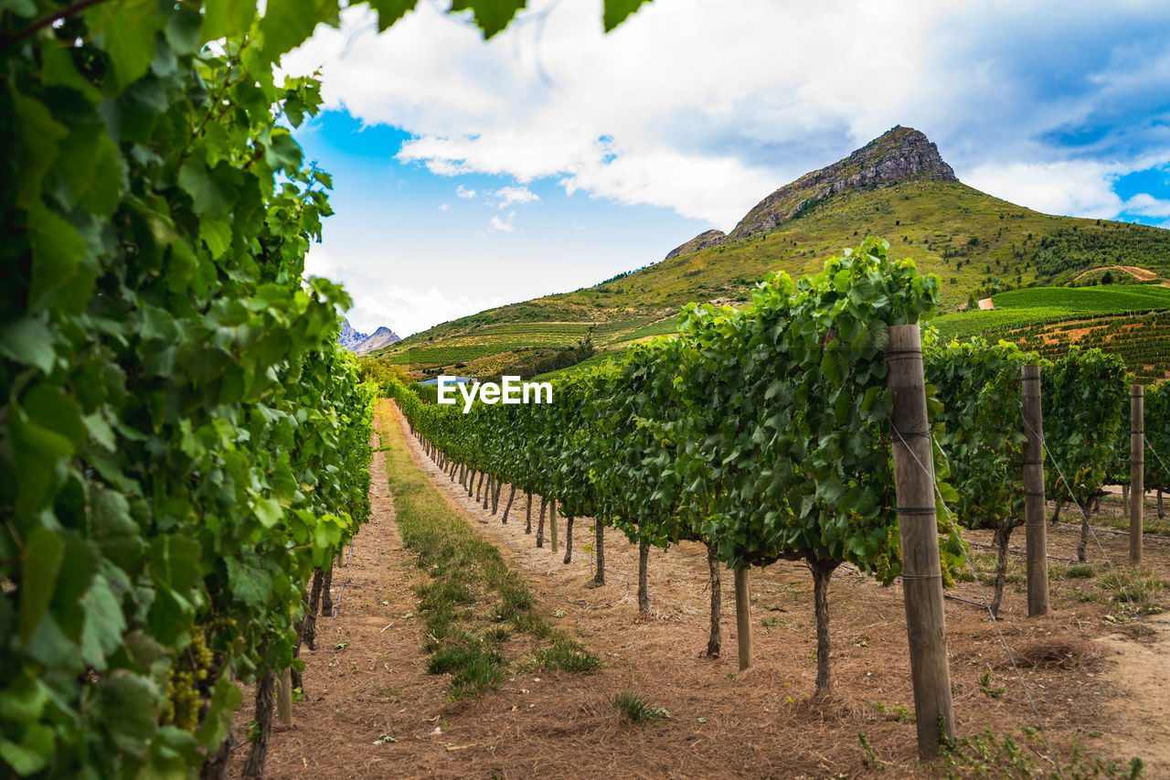 Panoramic view of vineyard against sky and mountain