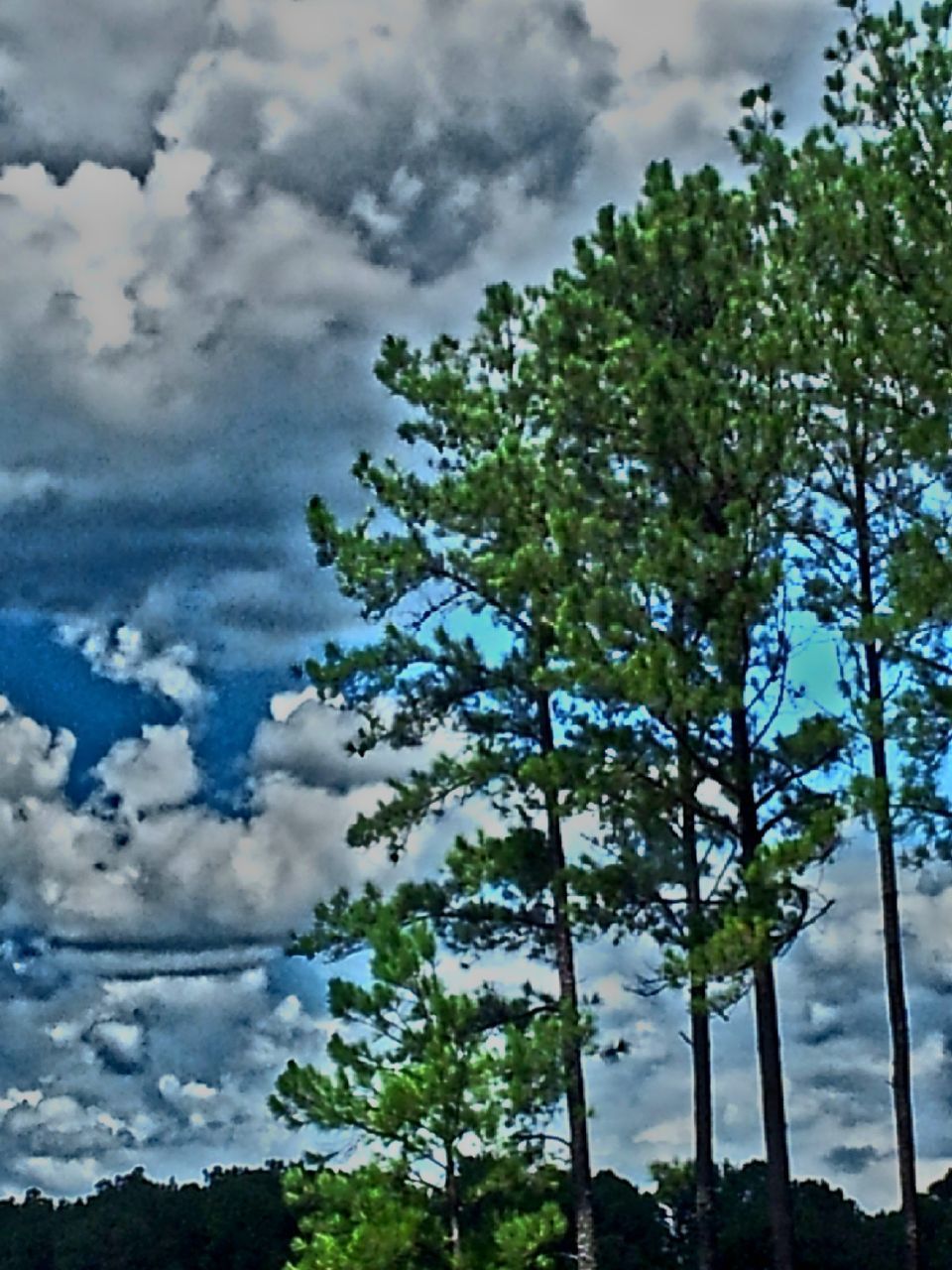 LOW ANGLE VIEW OF TREES AGAINST CLOUDY SKY