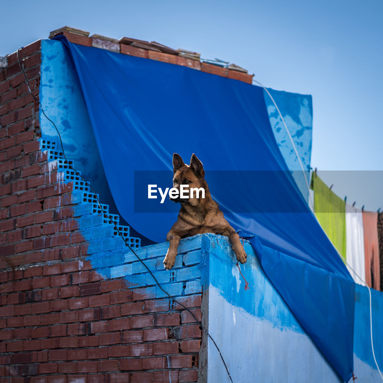 Low angle portrait of dog against clear blue sky