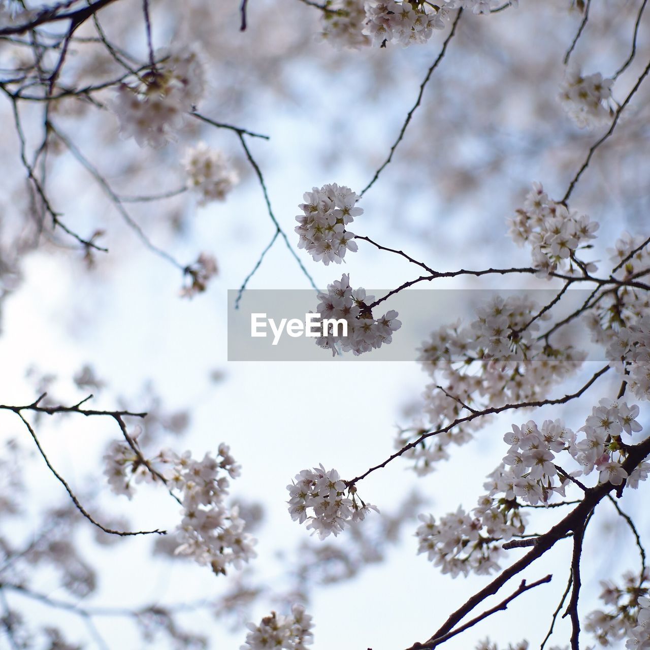 LOW ANGLE VIEW OF CHERRY BLOSSOMS IN SPRING